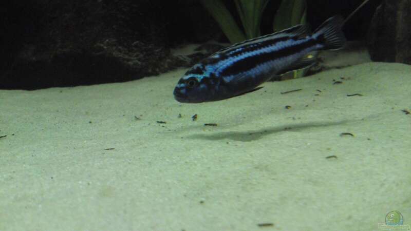 Melanochromis Cyanerohabos Maingano Bock von Master S2308 (28)