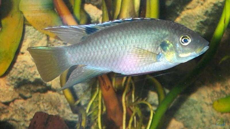 Aquarien mit Benitochromis nigrodorsalis