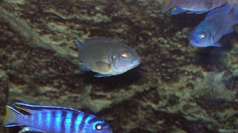 unten Ps.elongatus mpanga bock, mitte Ps.Kingsizei weibchen, rechts Ps.elongatus von Rene Sarink (21)