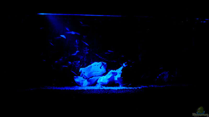 Aquarium Becken 1136 von Steve Knöfler (3)