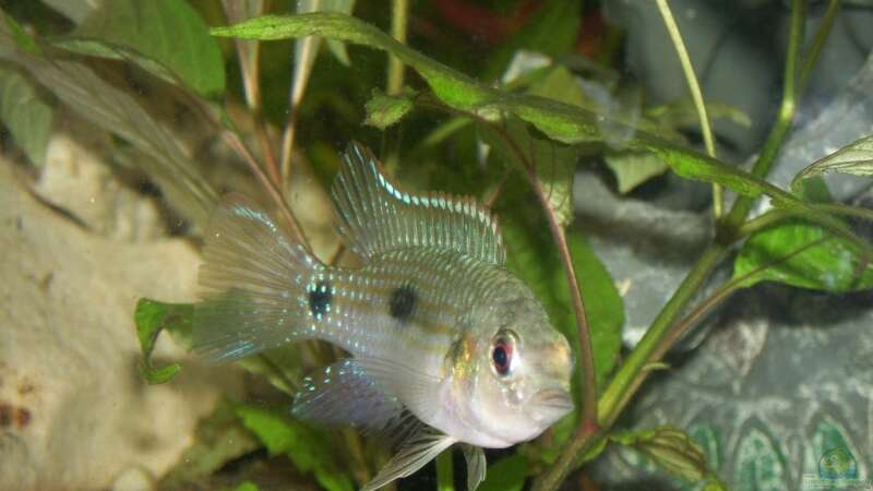 Aquarien mit Afrikanischen Schmetterlingsbuntbarschen (Anomalochromis thomasi) im Aquarium