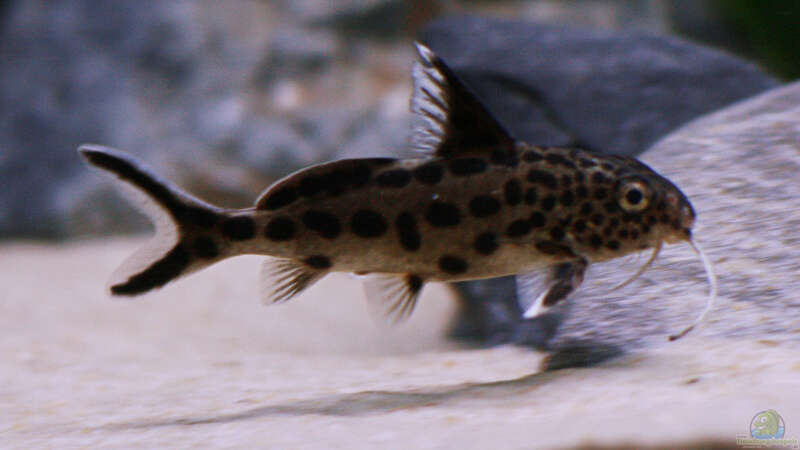 Synodontis multipunktatus, WF von Nina Hutter (15)