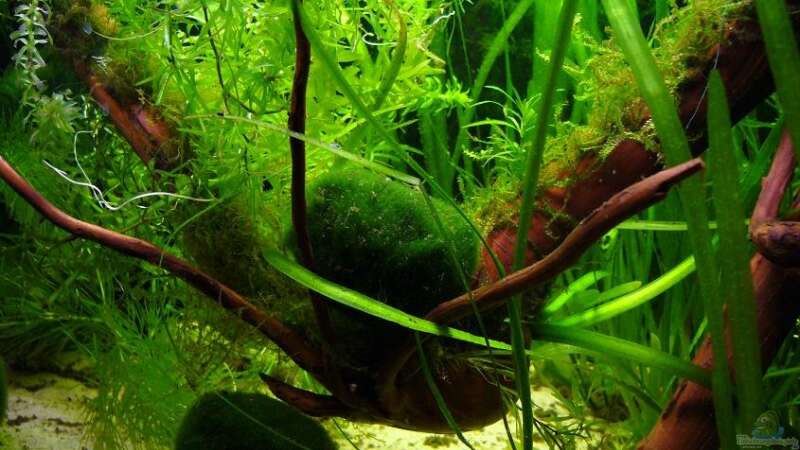 Pflanzen im Aquarium Becken 11470 von njio (3)