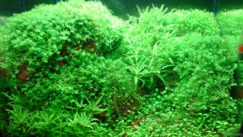 Green Reef von Stefan B. (1)