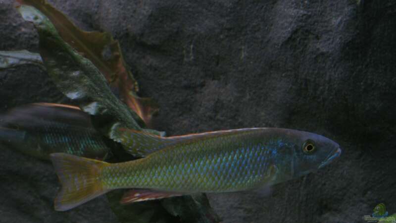 Einrichtungsbeispiele für die Haltung von Champsochromis caeruleus (Forellenbuntbarsch) im Aquarium