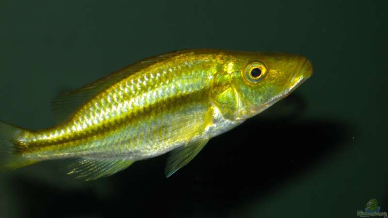 Einrichtungsbeispiele für die Haltung von Dimidiochromis compressiceps (Messerbuntbarsch) im Aquarium