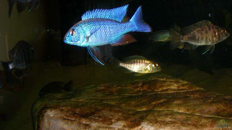 Sciaenochromis ahli Iceberg  von Lars Joergens (22)