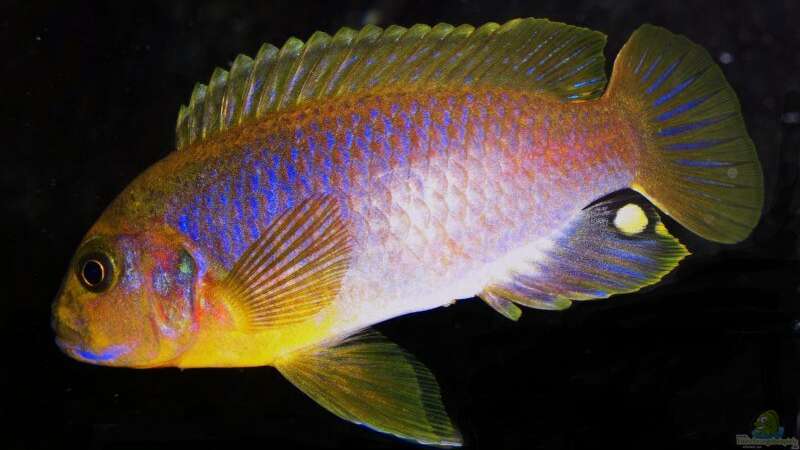 Iodotropheus Sprengerae (male) von jankov (34)