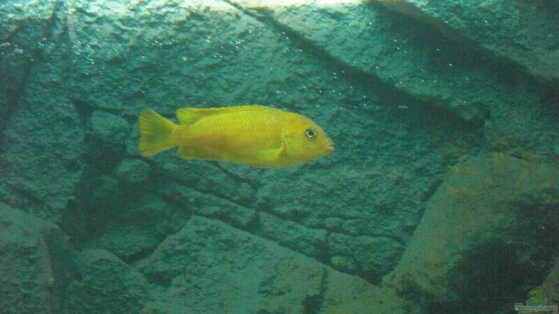 Pseudotropheus saulosi weibchen von Malawi TOM (60)