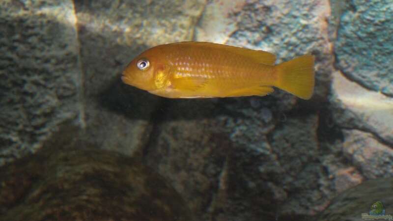 Pseudotropheus saulosi weibchen von Malawi TOM (61)