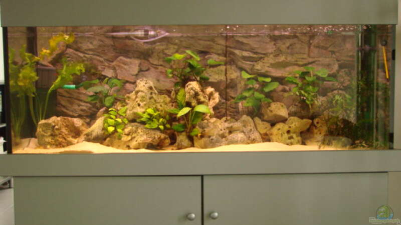 Zorni Aquarium aus Bielefeld von Zorni (2)