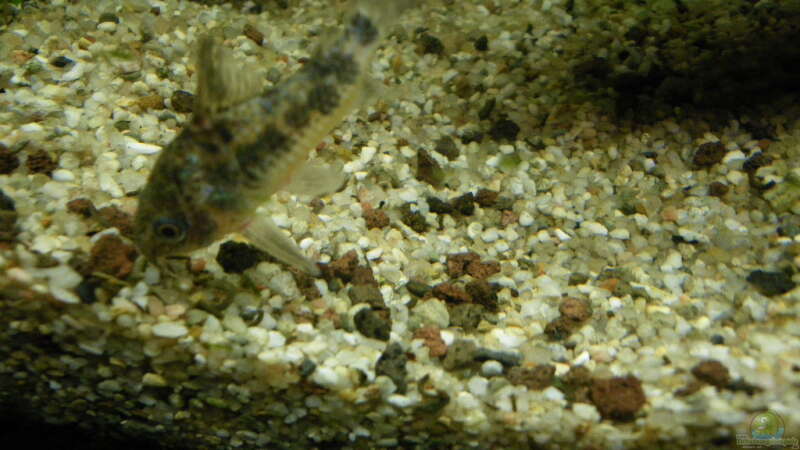 Corydoras paleatus von Bazzi (70)