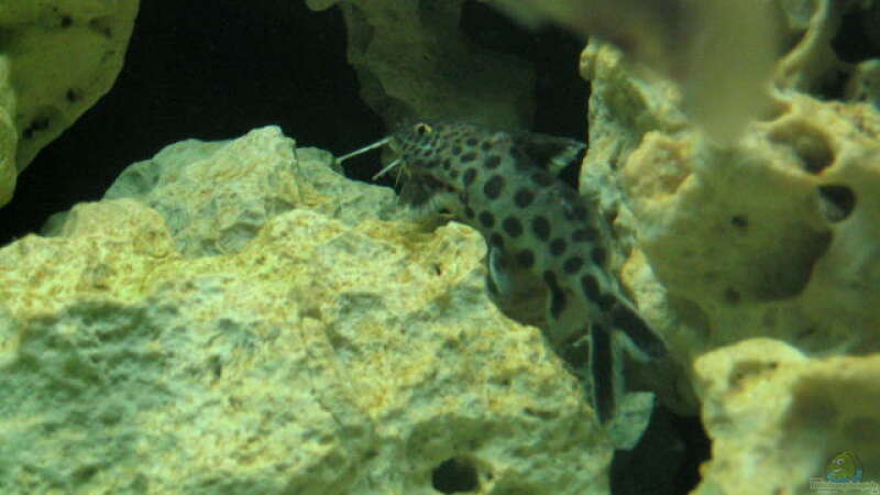 Synodontis multipunctatus von Andreas Herbrich (10)