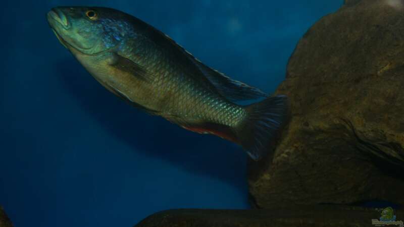 Nimbochromis livingstonii male von Oeli (92)