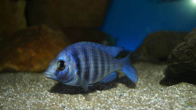 Einrichtungsbeispiele für Placidochromis phenochilus (Weißlippen Phenochilus)