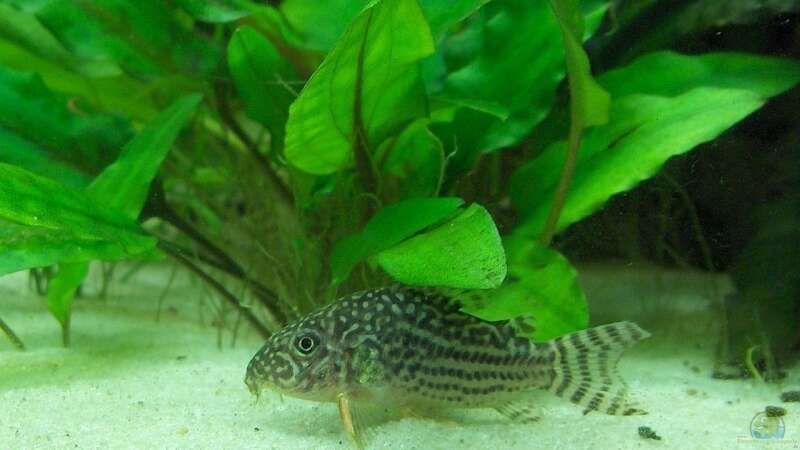 Corydoras sterbai, Orangeflossen-Panzerwels von Der Siems (44)