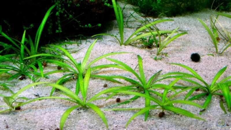 Echinodorus quadricostatus im Aquarium pflegen (Einrichtungsbeispiele für Zwerg-Schwertpflanze)