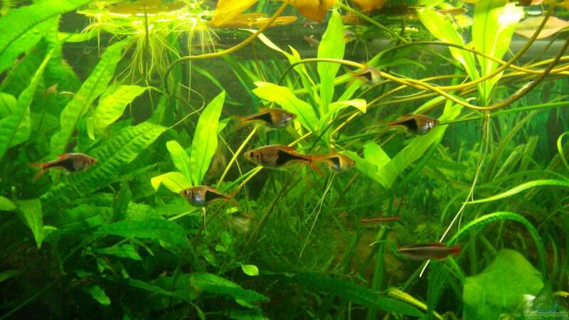 Rasbora Arten im Aquarium halten (Einrichtungsbeispiele für Rasbora)