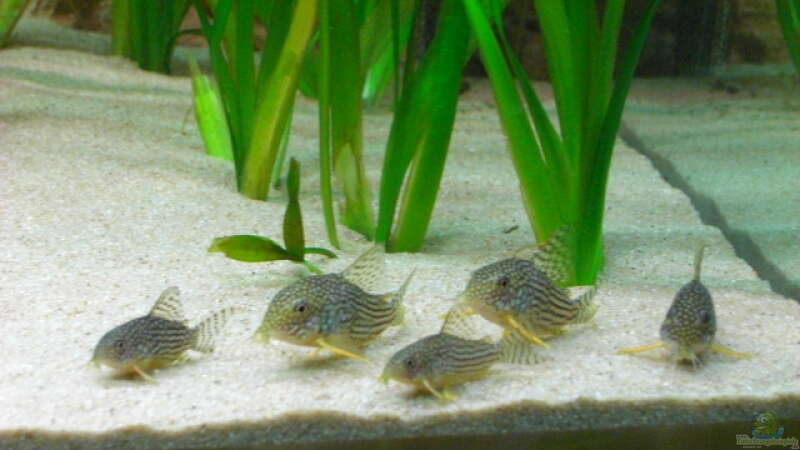 Corydoras sterbai im Aquarium (Einrichtungsbeispiele mit Sterbas Panzerwels)