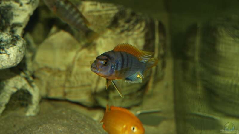 Einrichtungsbeispiele für Aquarien mit Labidochromis sp. "hongi"