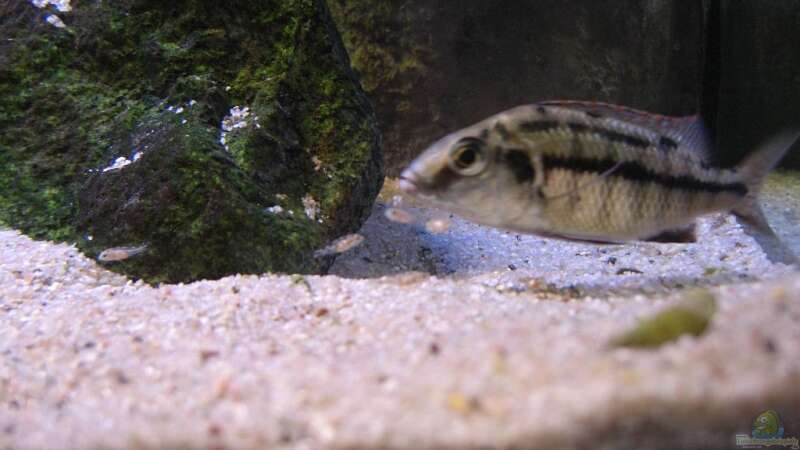 Protomelas Taeniolatus Weibchen mit Aufwuchs von Matoba (57)