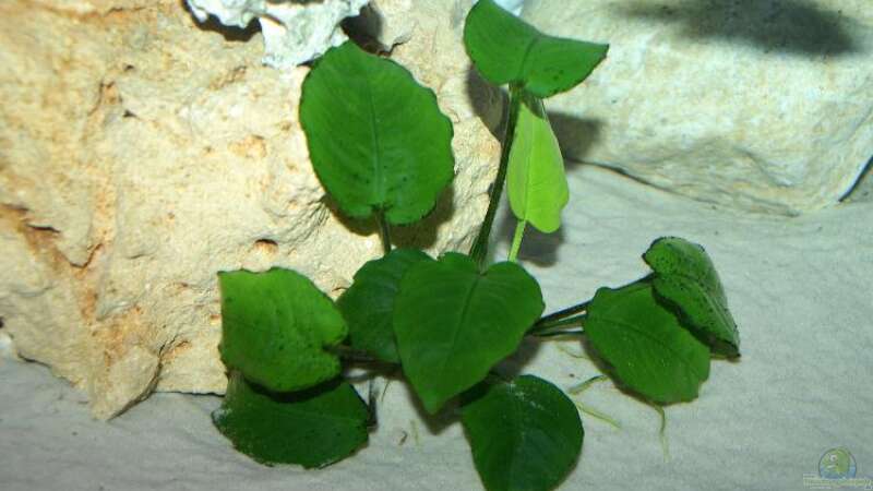 Anubias barteri von Margit König (3)