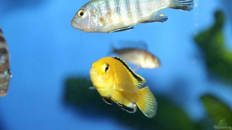 Cynotilapia afra Weibchen und Labidochromis caeruleus yello von Margit König (10)