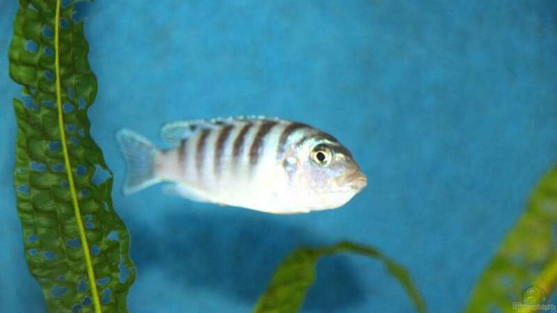 Pseudotropheus lombardoi Weibchen mit Eier im Maul von Margit König (13)