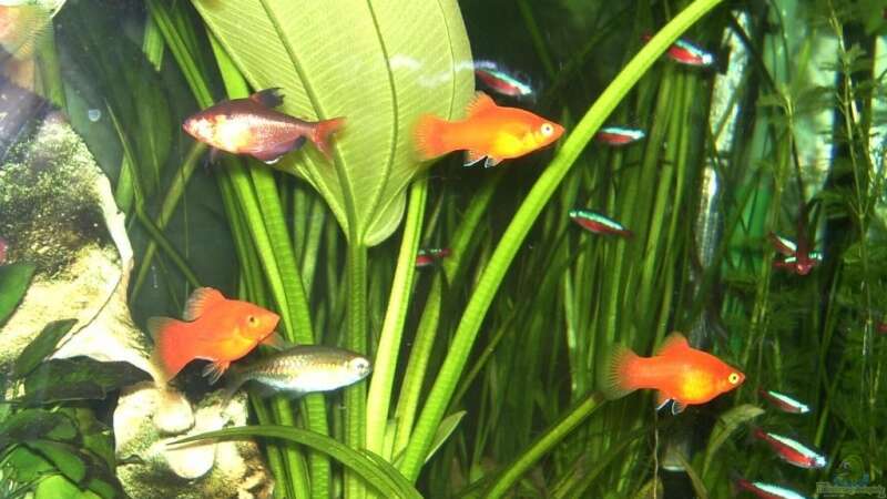 Ein Kongosalmler Weibchen, Platys, Blutsalmler aus Becken ...