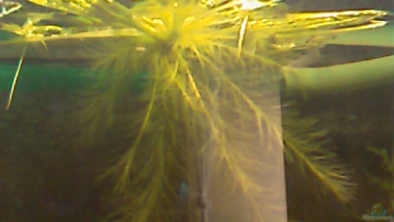 Pflanzen im Aquarium Becken 12820 von Carmen Bernhardt (6)