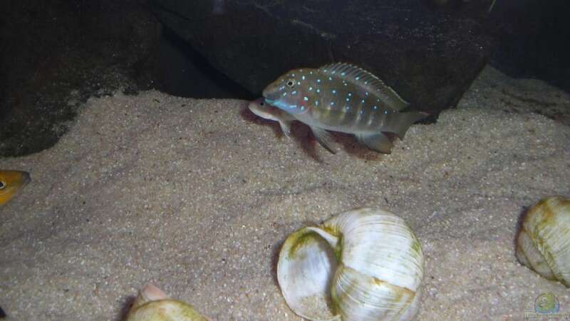 Eretmodus cyanostictus lebt lieber alleine von Marcel Szesny (8)