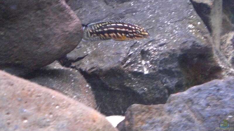 Julidochromis marlieri von Marcel Szesny (9)