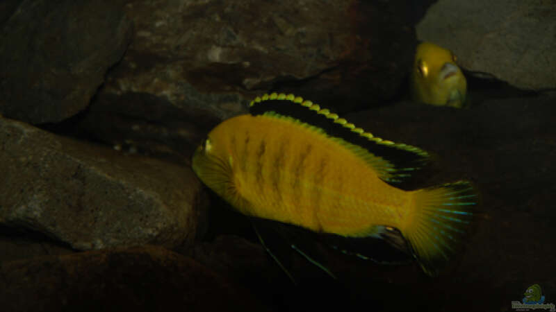 Besatz im Aquarium Malawi von Cichlid Power (47)