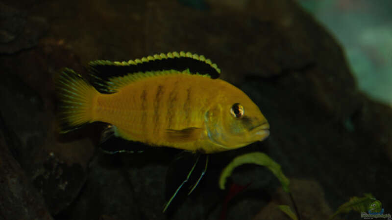 Besatz im Aquarium Malawi von Cichlid Power (48)