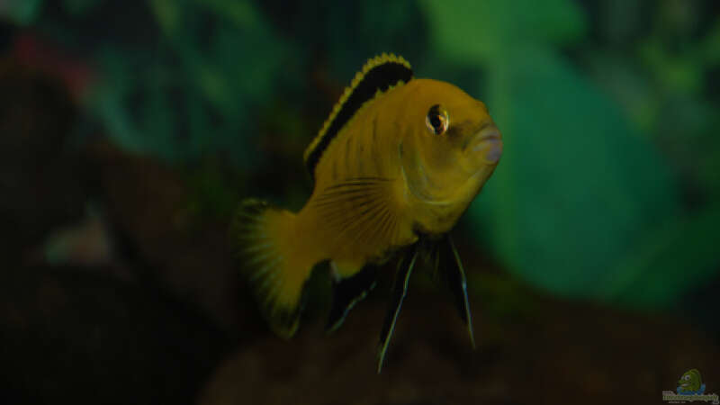 Besatz im Aquarium Malawi von Cichlid Power (49)