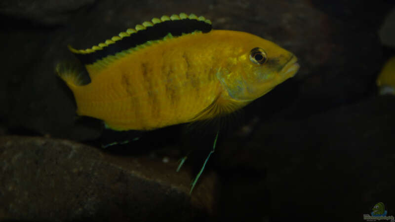 Besatz im Aquarium Malawi von Cichlid Power (50)