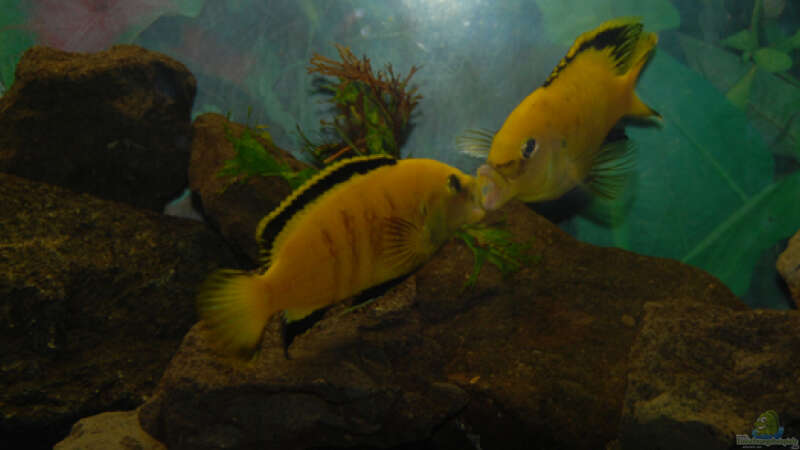 Besatz im Aquarium Malawi von Cichlid Power (51)