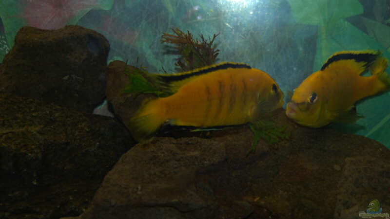 Besatz im Aquarium Malawi von Cichlid Power (52)