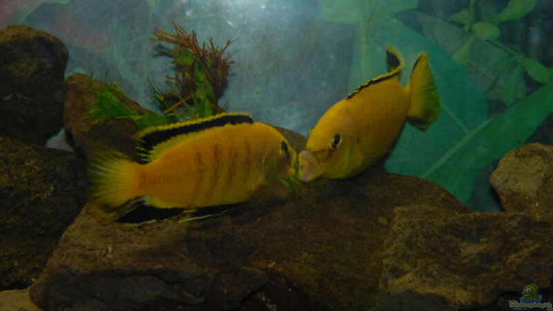 Besatz im Aquarium Malawi von Cichlid Power (54)