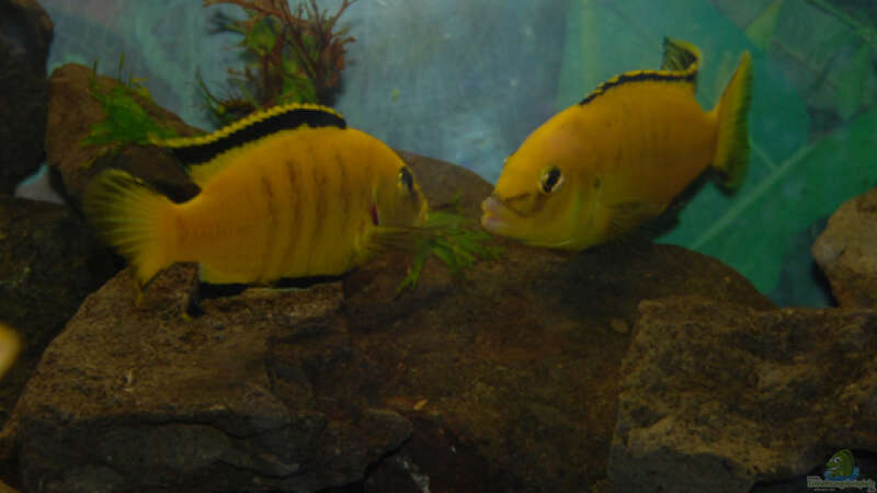 Besatz im Aquarium Malawi von Cichlid Power (55)