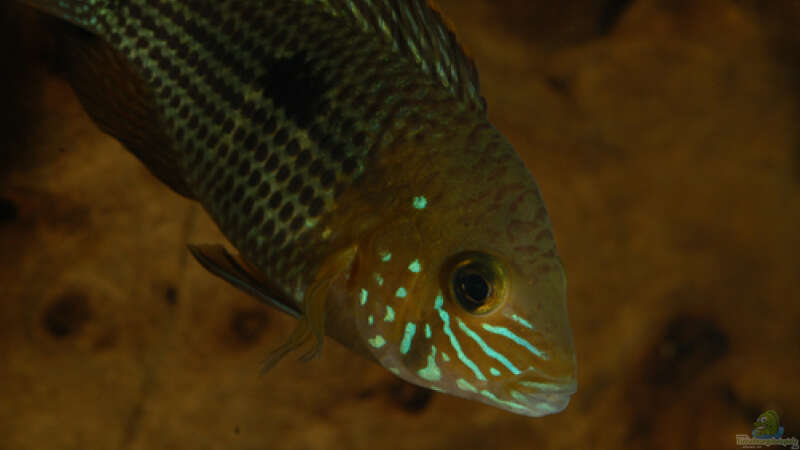 Userbild von Cichlid Power von Cichlid Power (68)