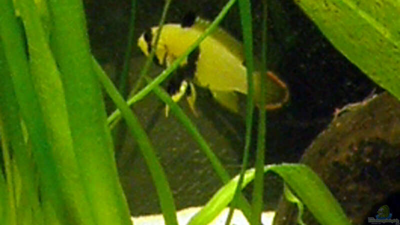 Panduroweibchen von Cichlid Power (11)