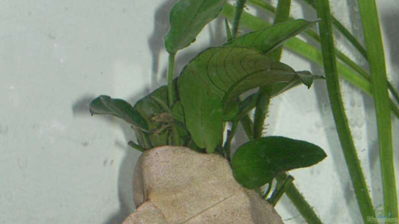 Aquarium Hauptansicht von Becken 24 von Exotist (17)