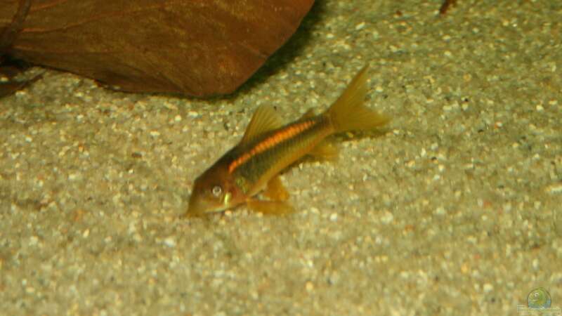 Corydoras aeneus Goldstripe von Schlegi (8)