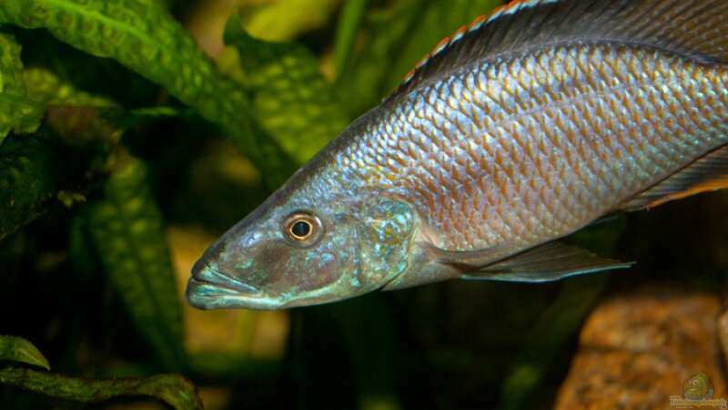 Dimidiochromis compressiceps Männchen von Holger74 (24)