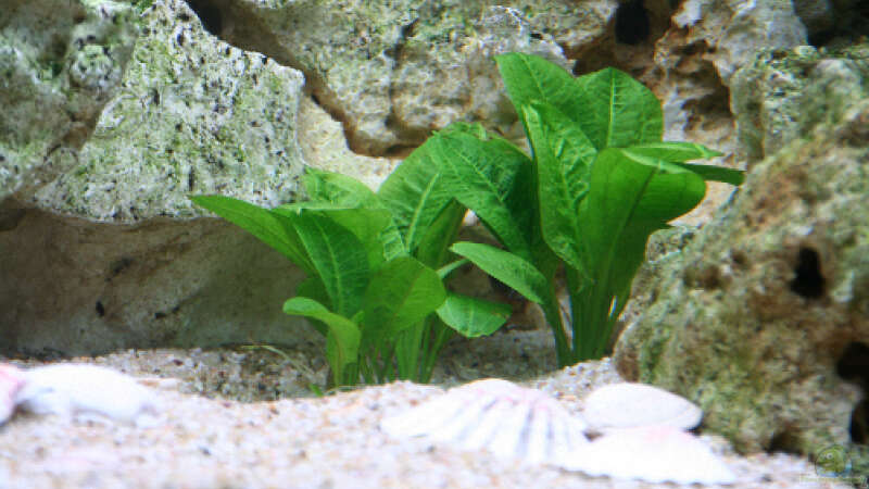 Echinodorus parviflorus tropica von Demasoni Fan (7)