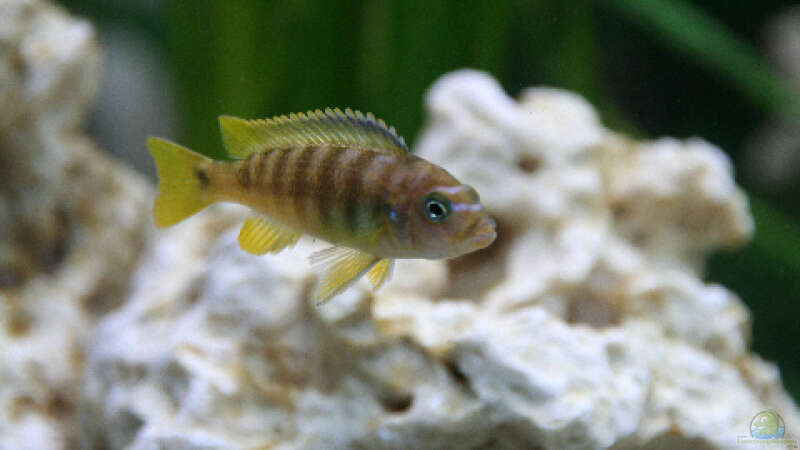 Pseudotropheus elongatus luhuchi (Weibchen) von Demasoni Fan (14)