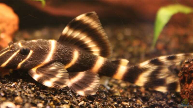 Aquarien mit Panaqolus albivermis (Einrichtungsbeispiele für Ringelsocken-Harnischwels)