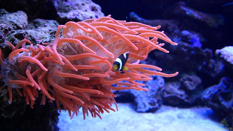 Blasenanemone - Mauritius Anemonenfisch von meerwasser-gb (20)