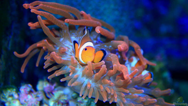 Pflanzen im Aquarium Becken 13239 von meerwasser-gb (21)